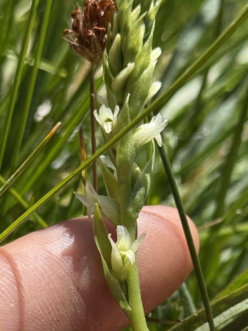 Spiranthes × stellata photo 2