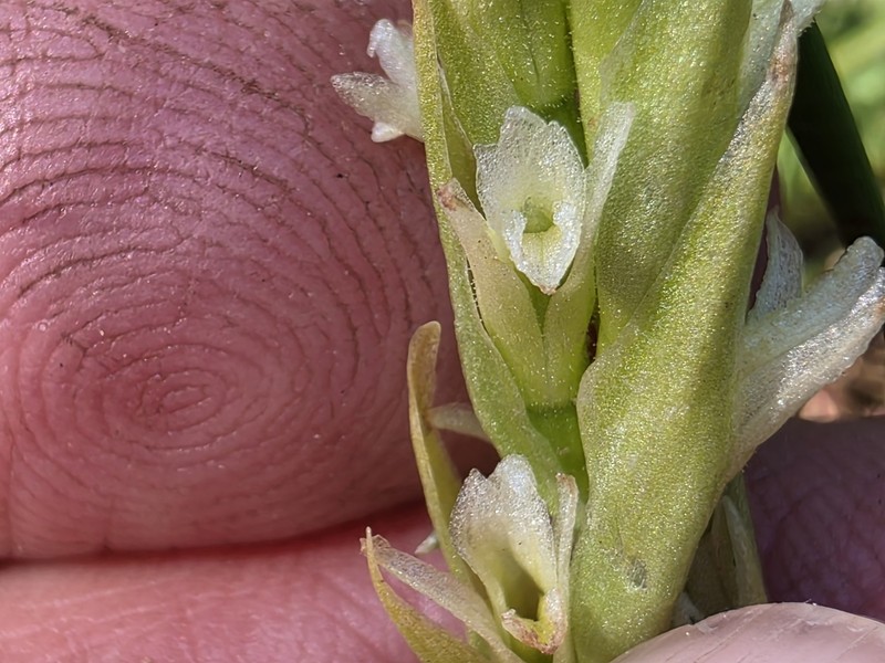Spiranthes × stellata photo 3