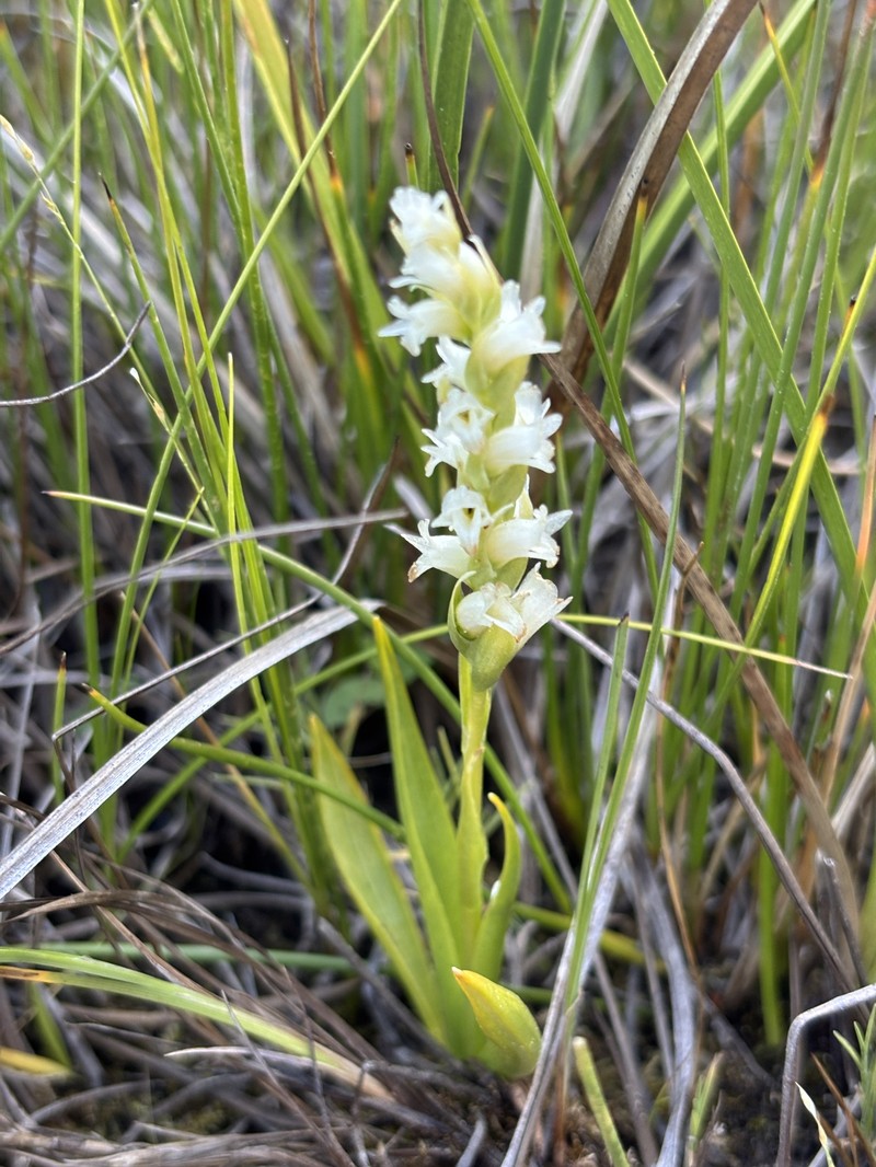Spiranthes × stellata photo 4