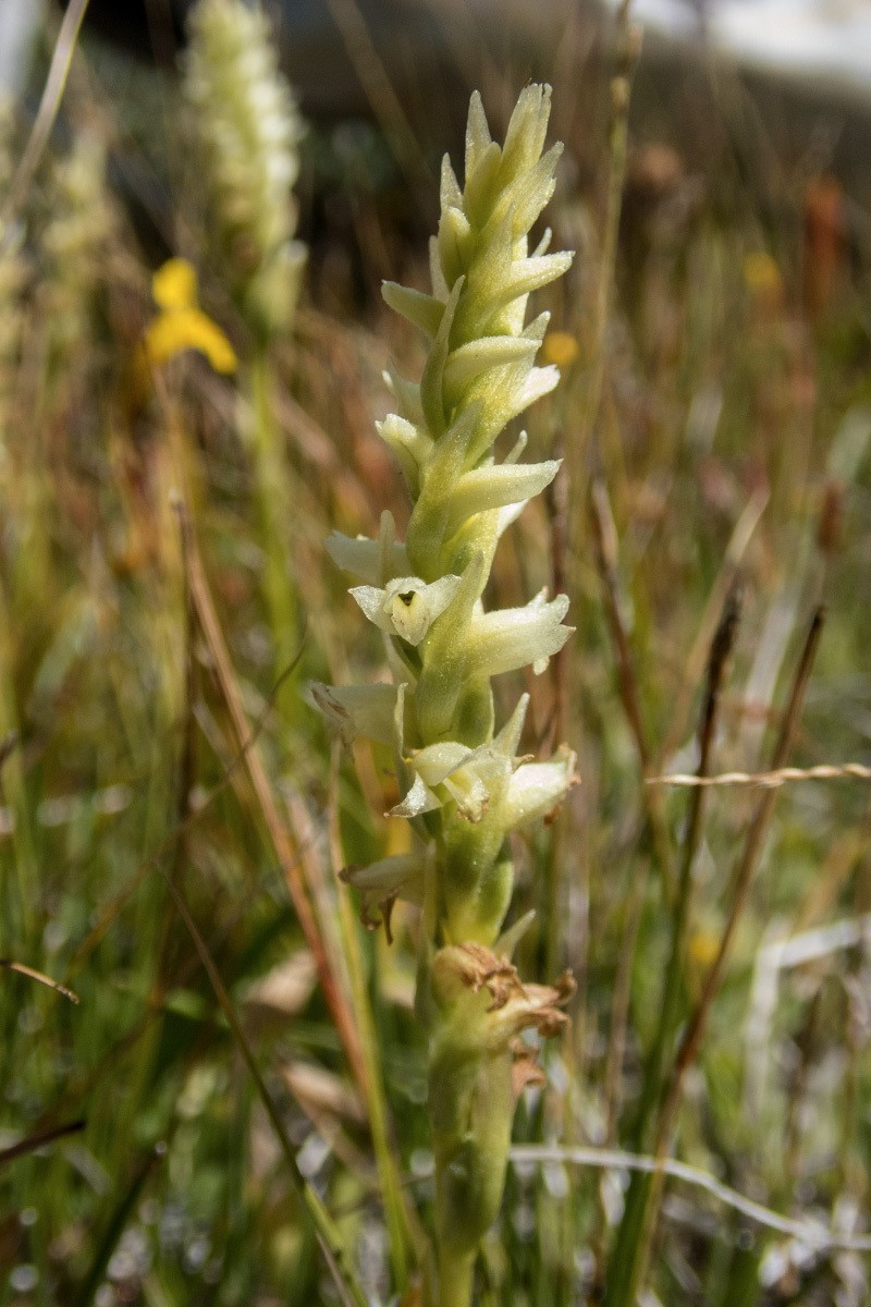 Spiranthes × stellata photo 6