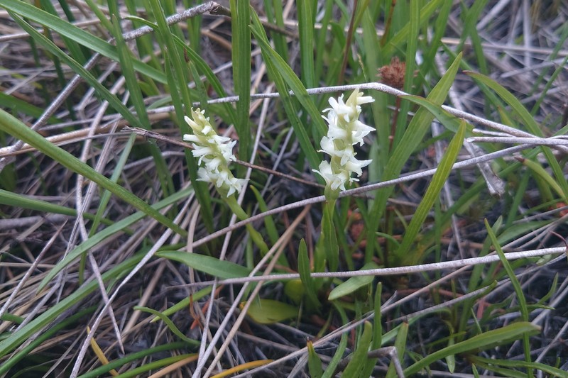 Spiranthes × stellata photo 7