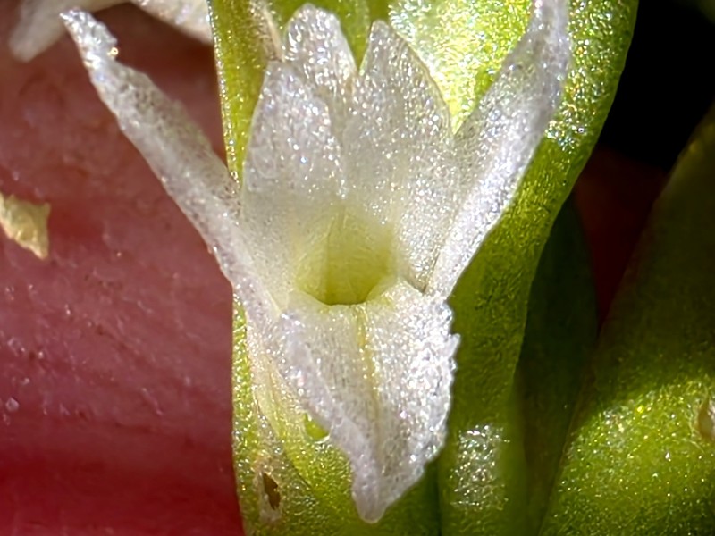 Spiranthes × stellata photo 8