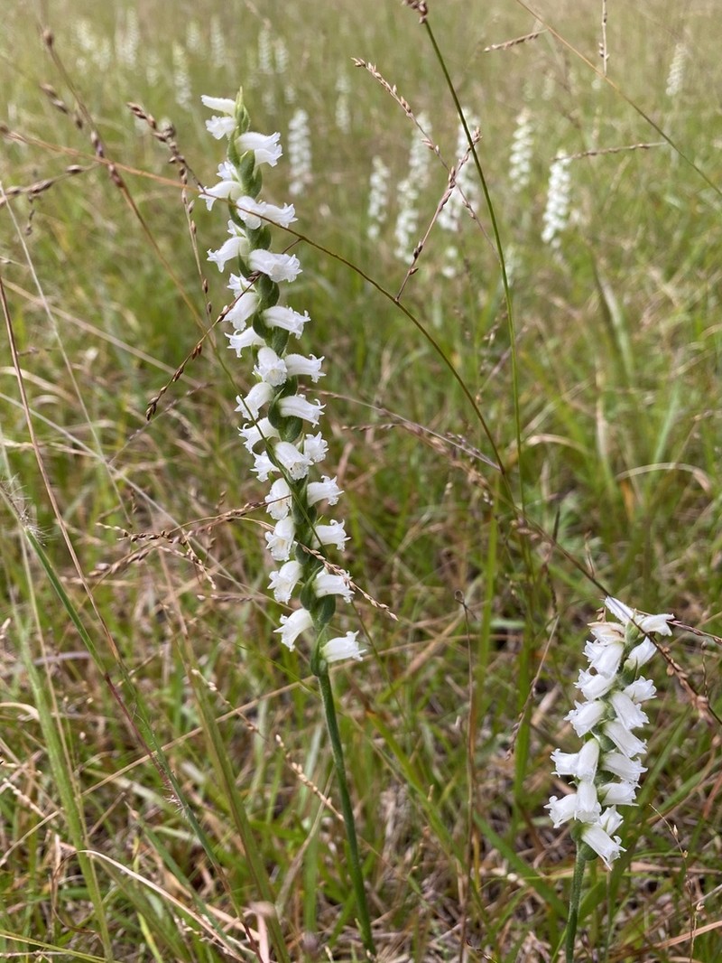 Spiranthes arcisepala photo 2
