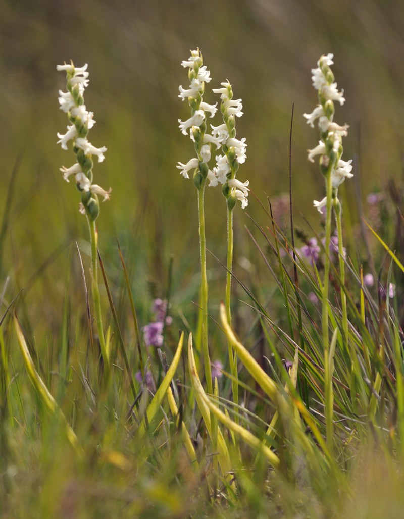 Spiranthes arcisepala photo 3