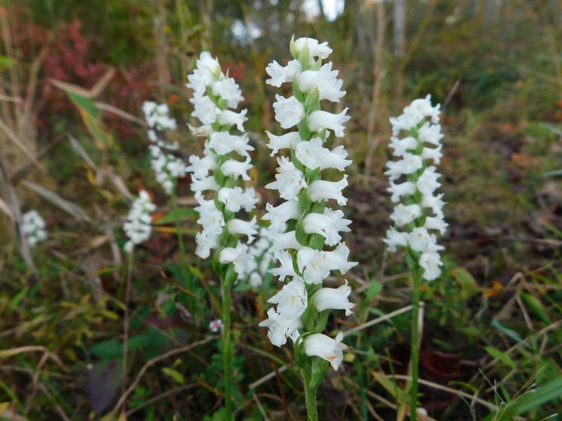 Spiranthes arcisepala photo 4