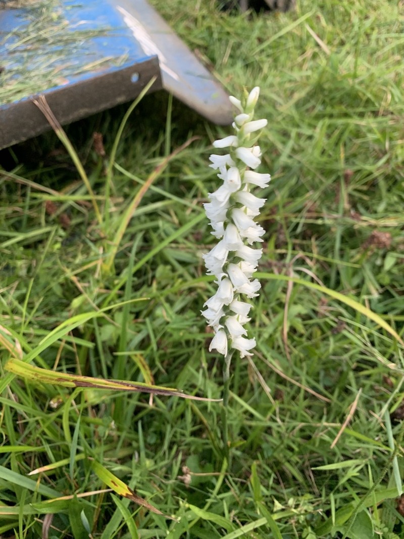Spiranthes arcisepala photo 5