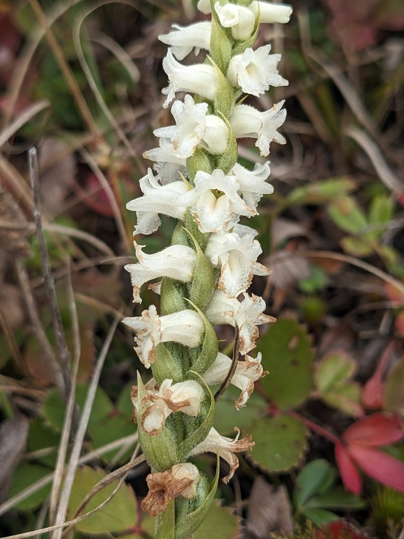 Spiranthes arcisepala photo 6