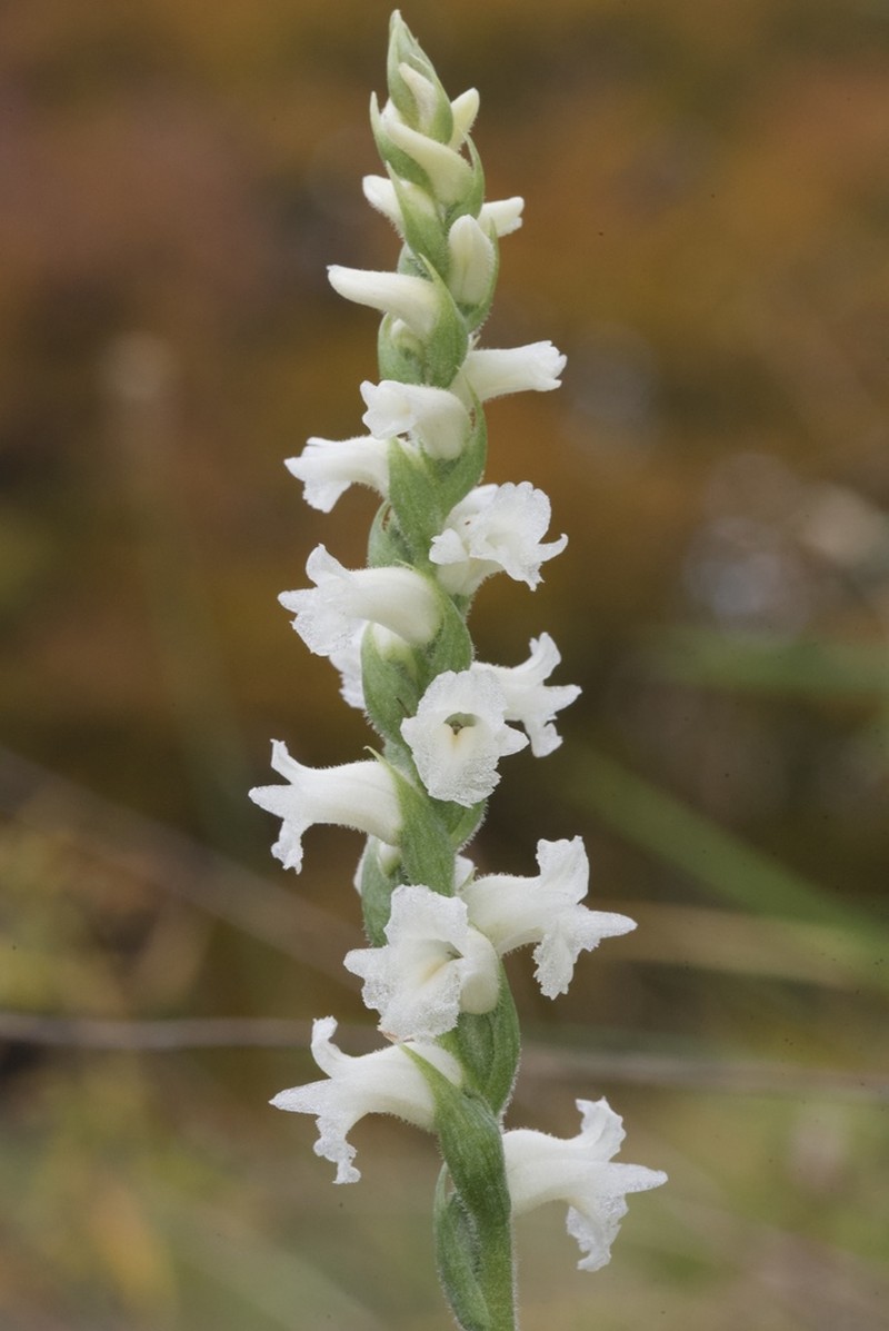 Spiranthes arcisepala photo 7