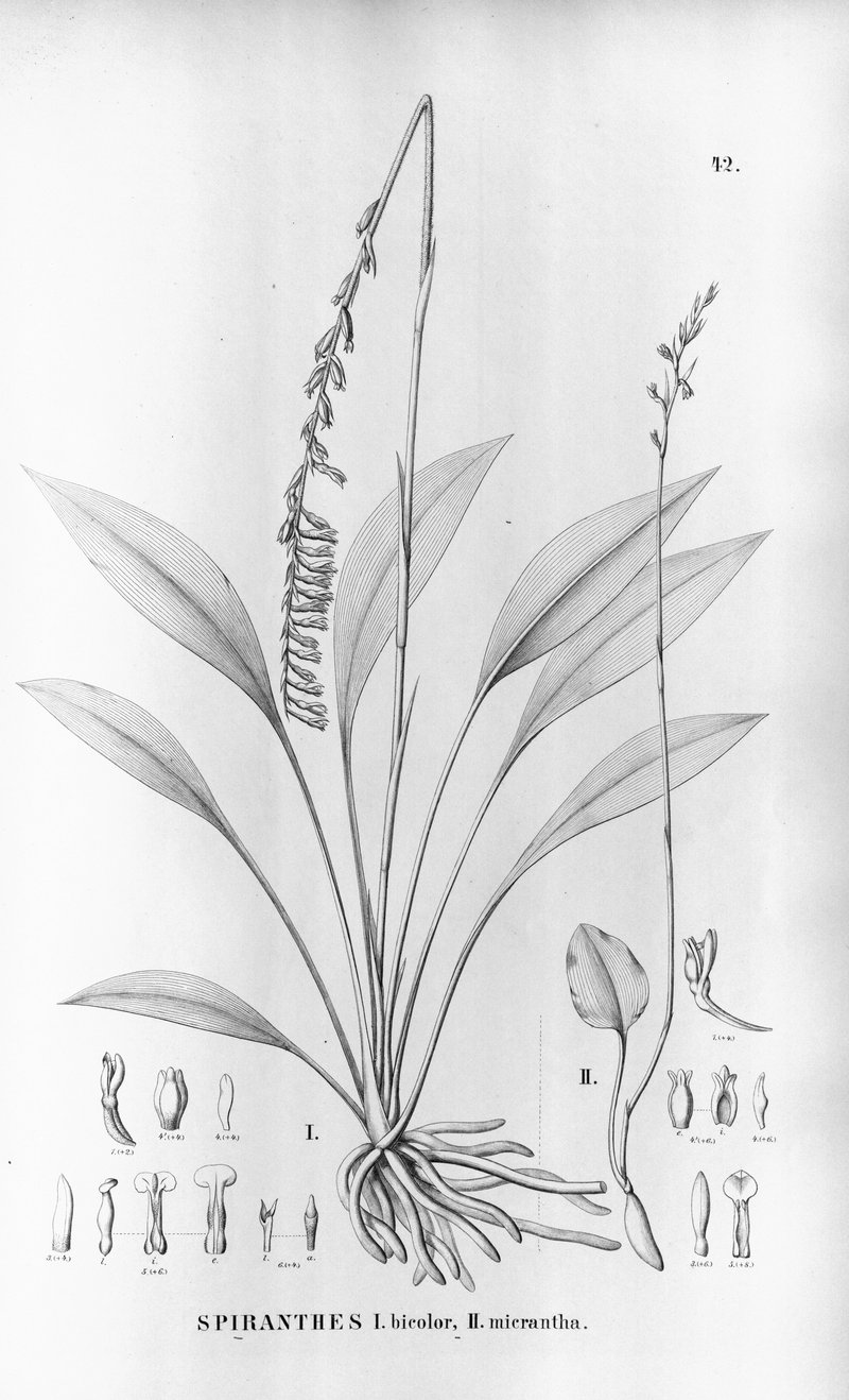 Spiranthes bicolor