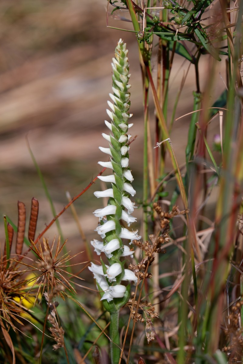 Spiranthes bightensis