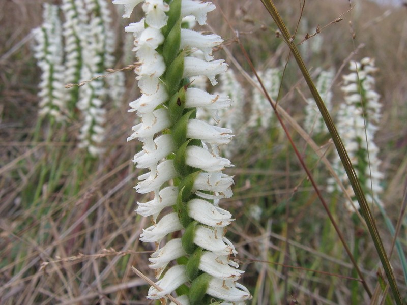 Spiranthes bightensis photo 2
