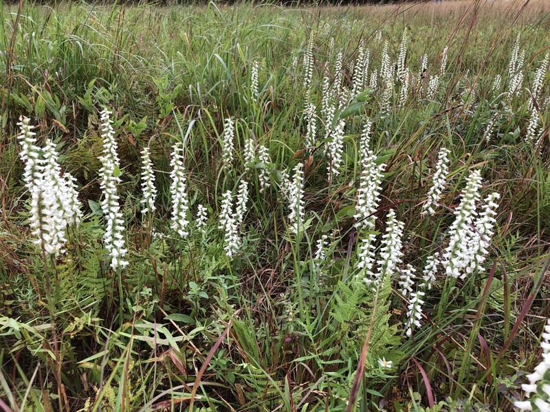 Spiranthes bightensis photo 3