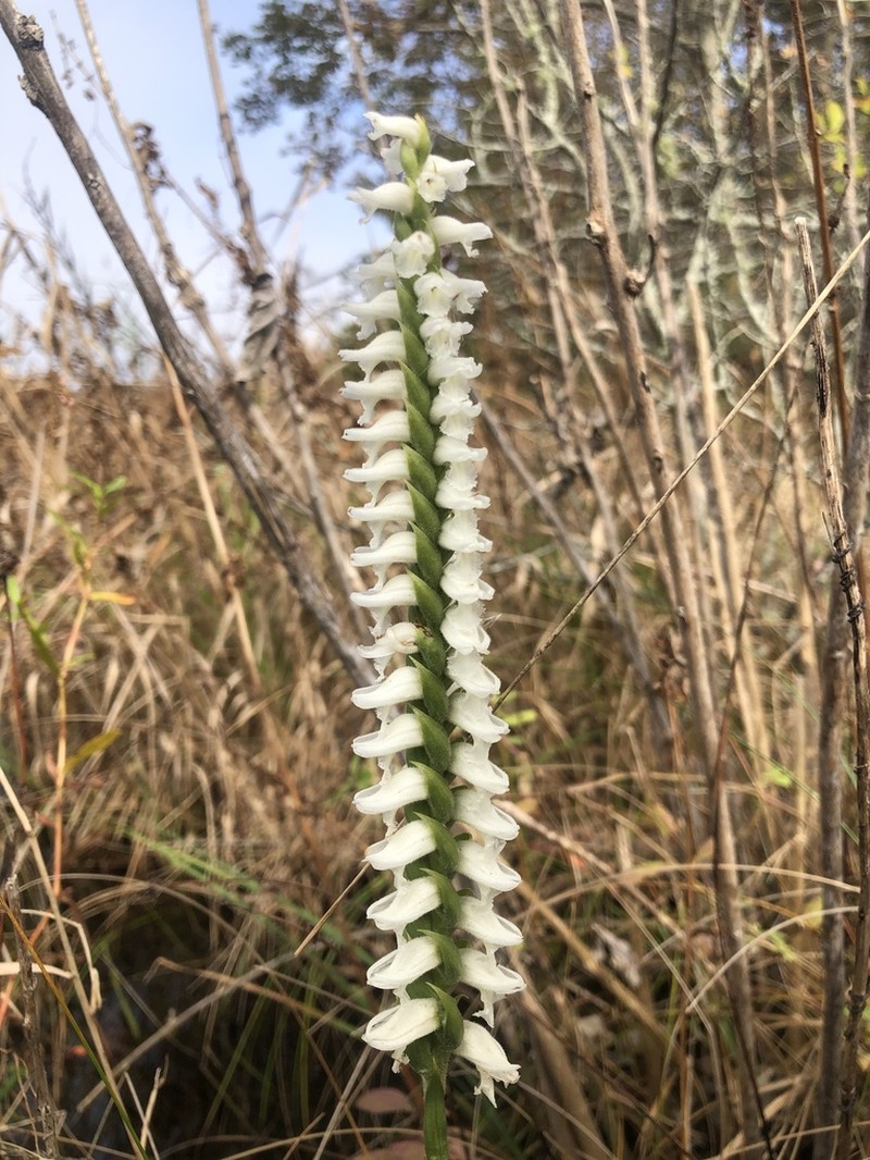Spiranthes bightensis photo 4
