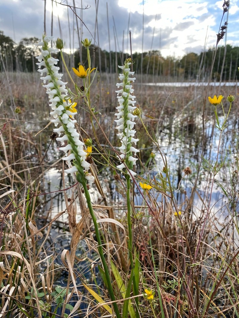 Spiranthes bightensis photo 5