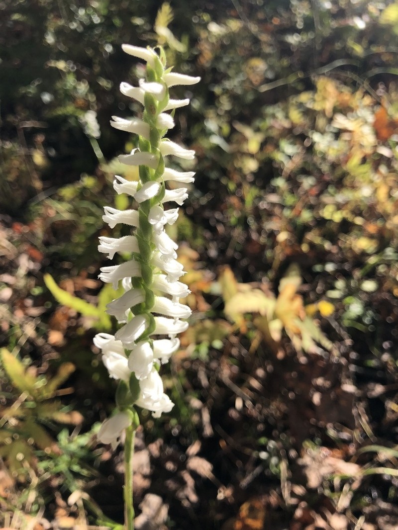Spiranthes bightensis photo 6