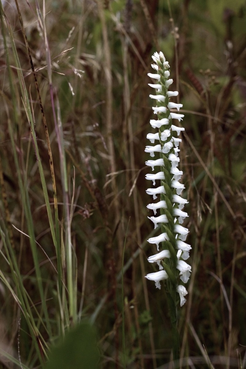 Spiranthes bightensis photo 7