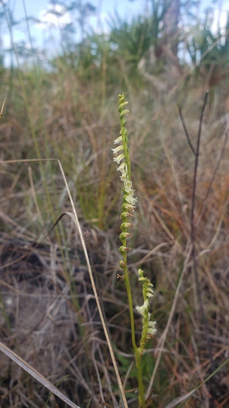 Texas Lady's Tresses photo 3