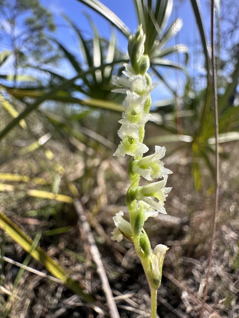 Texas Lady's Tresses photo 4