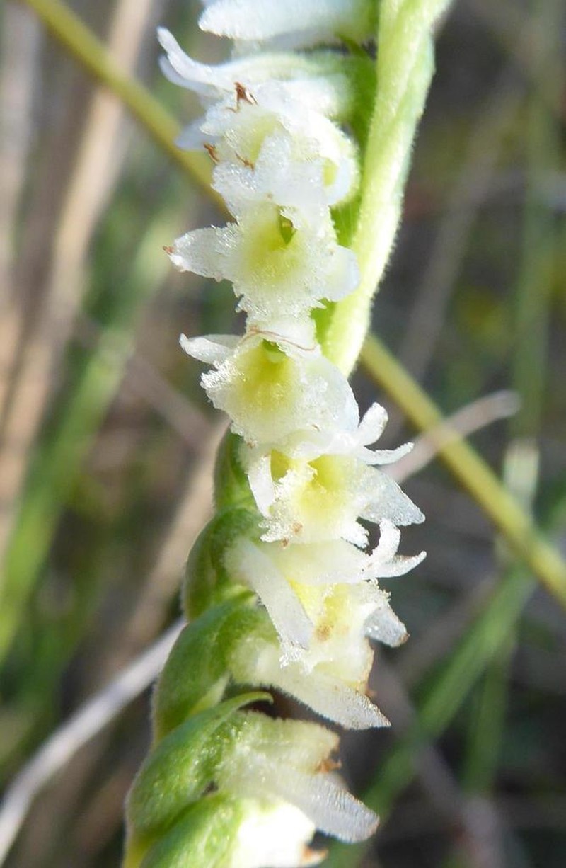 Texas Lady's Tresses photo 5