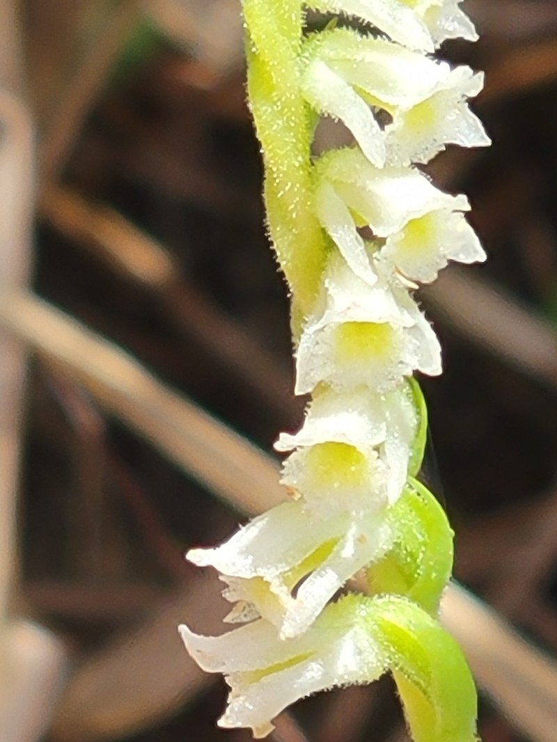 Texas Lady's Tresses photo 6