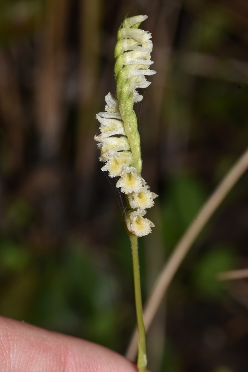 Texas Lady's Tresses photo 8