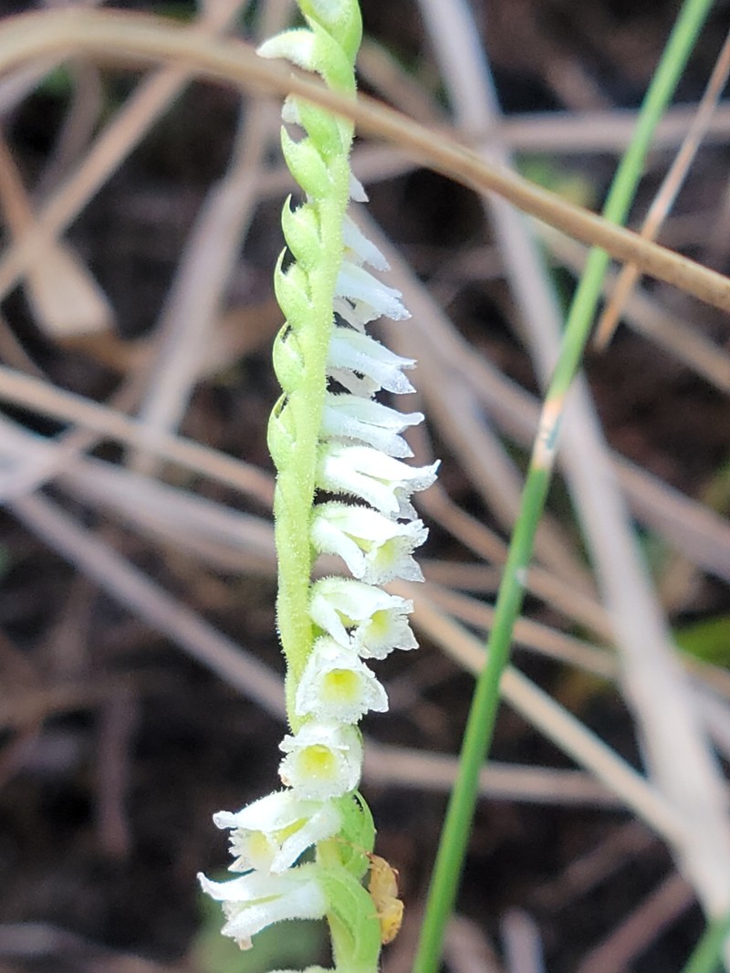 Texas Lady's Tresses photo 2