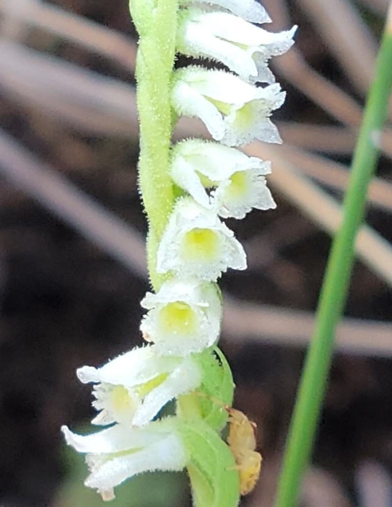 Texas Lady's Tresses