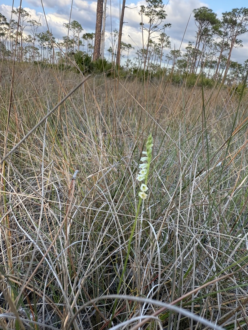 Spiranthes brevilabris var. brevilabris