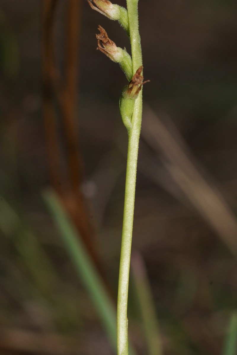 Spiranthes brevilabris var. brevilabris photo 3