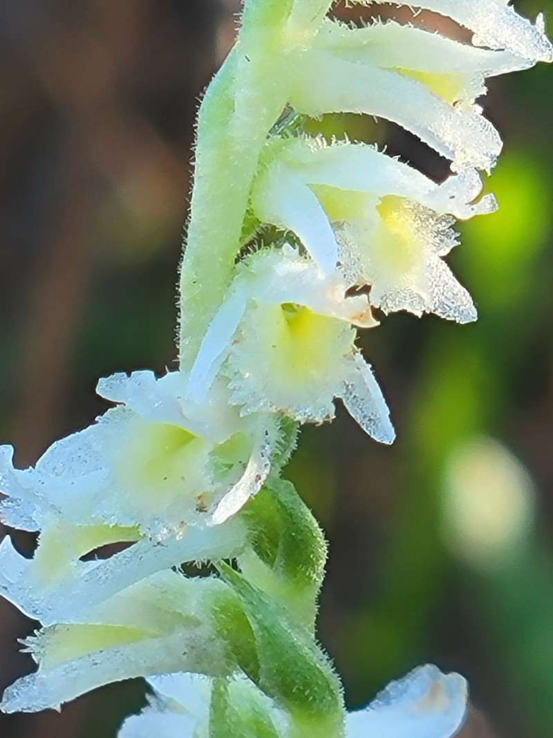 Spiranthes brevilabris var. brevilabris photo 5