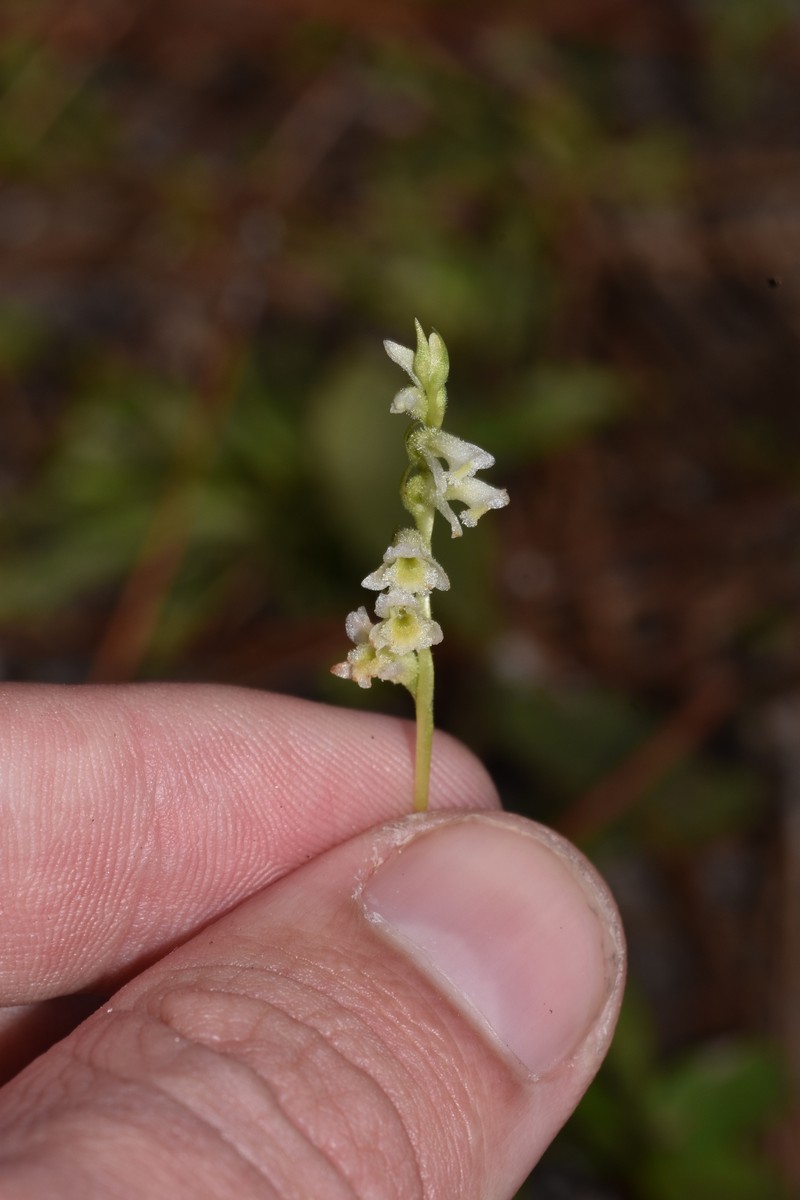 Spiranthes brevilabris var. brevilabris photo 8