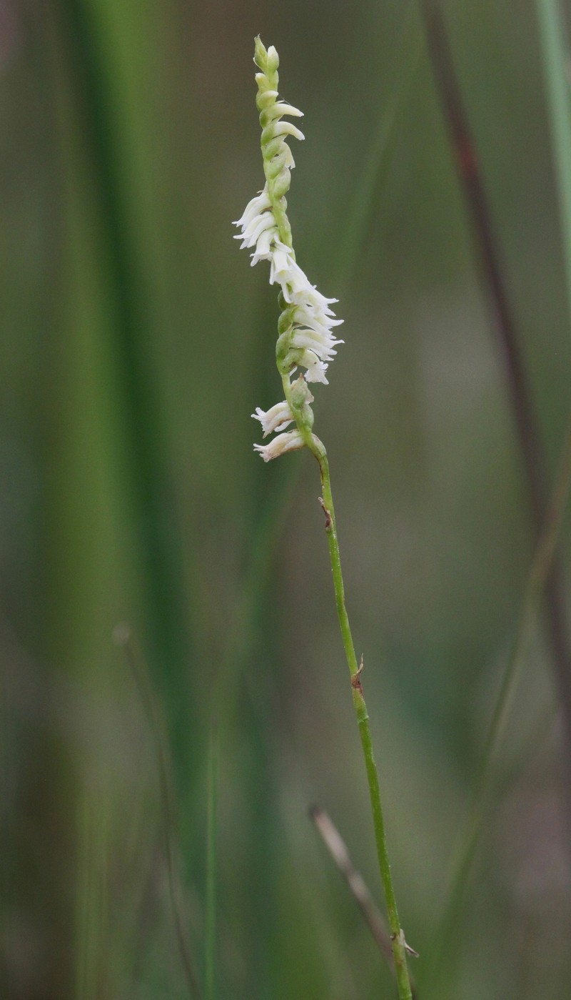 Florida Lady's Tresses