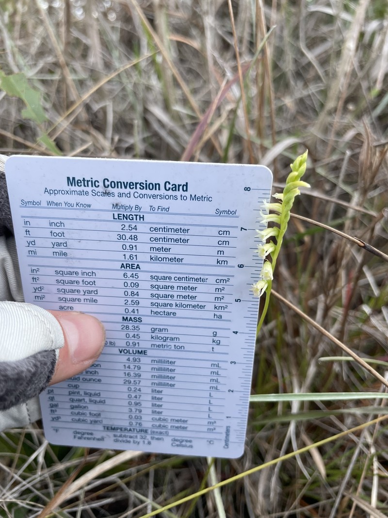 Florida Lady's Tresses photo 2