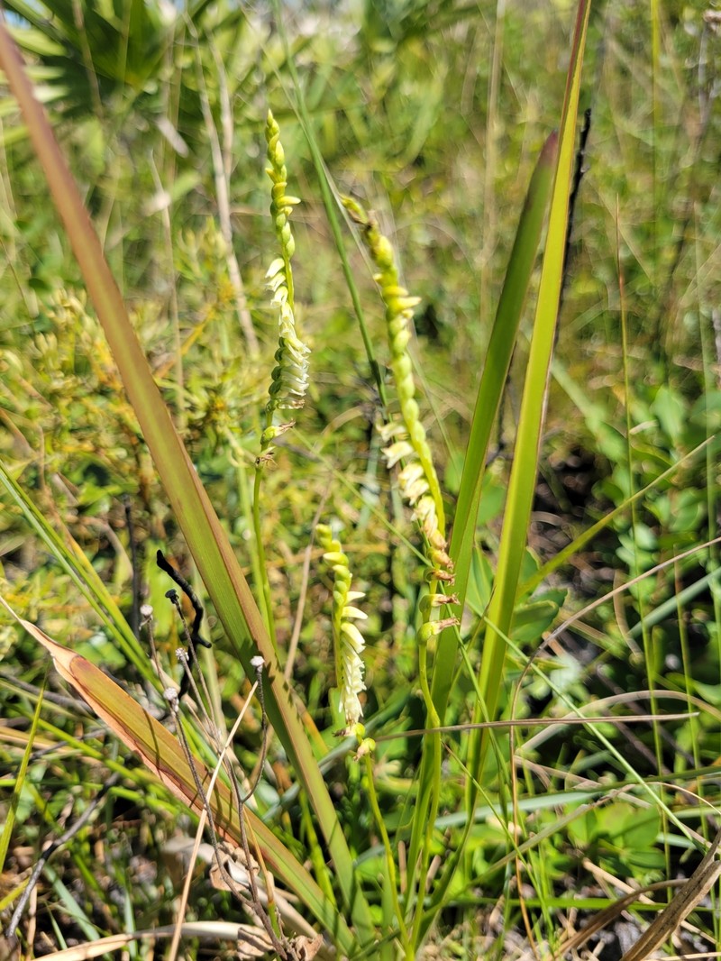 Florida Lady's Tresses photo 3