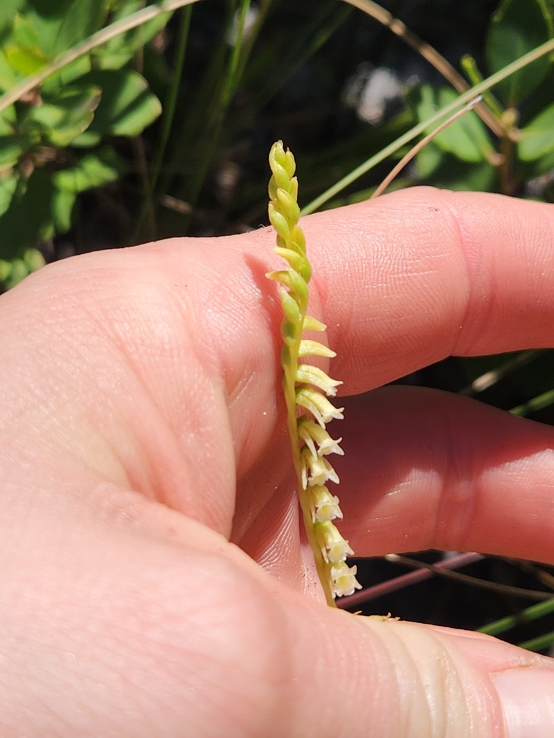 Florida Lady's Tresses photo 4