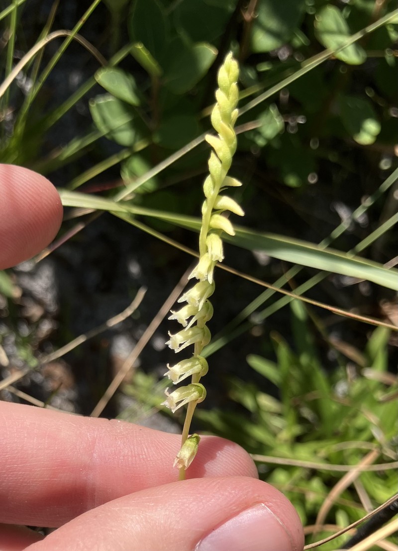 Florida Lady's Tresses photo 6