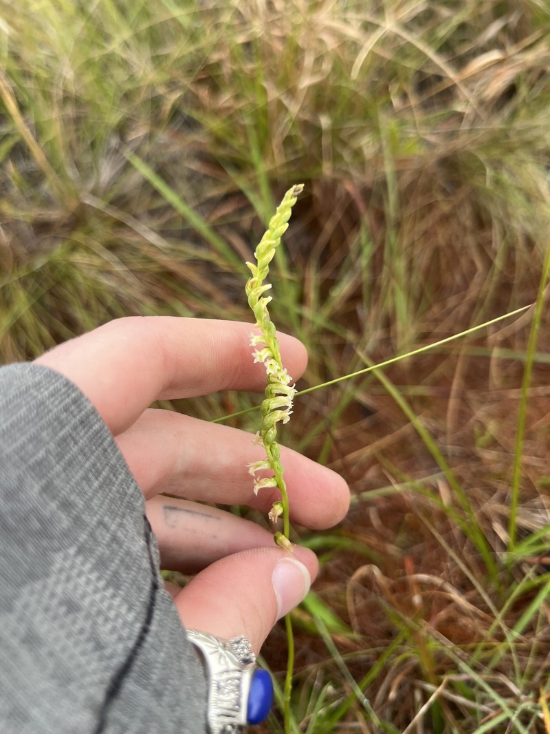 Florida Lady's Tresses photo 7