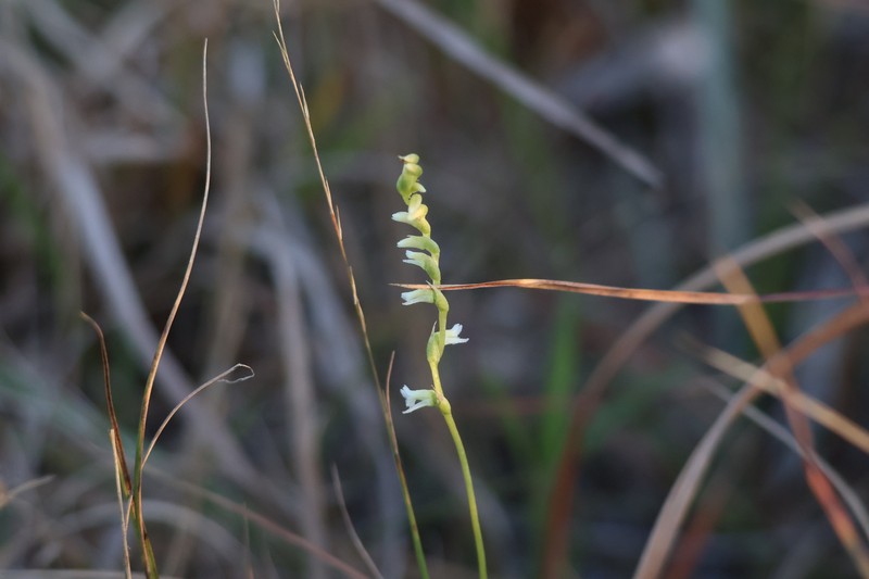 Florida Lady's Tresses photo 8
