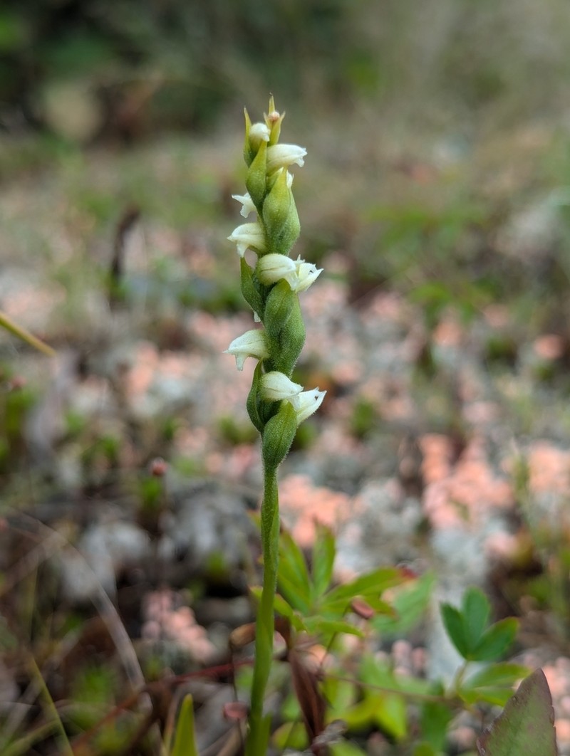 Case's Lady's Tresses photo 2
