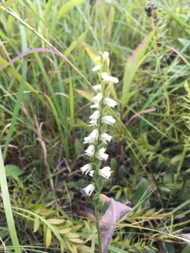 Case's Lady's Tresses photo 3
