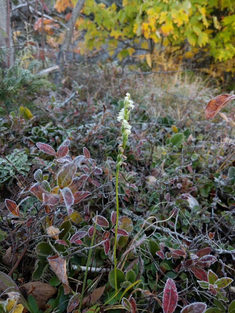 Case's Lady's Tresses photo 4