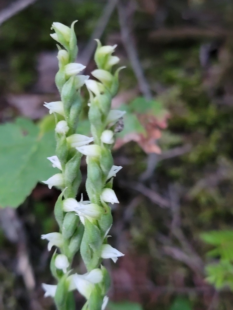 Case's Lady's Tresses photo 5