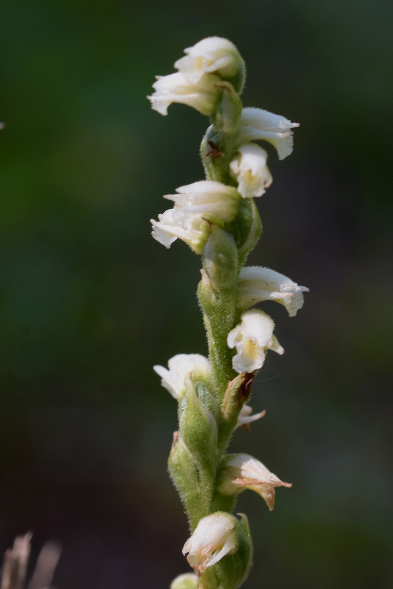 Case's Lady's Tresses photo 6