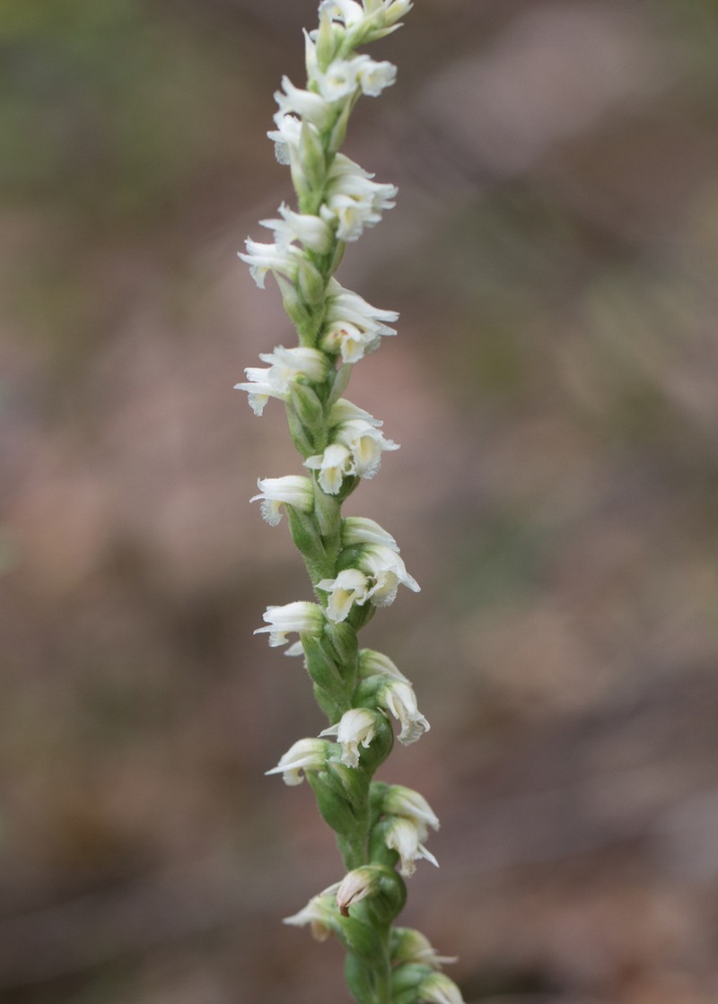 Case's Lady's Tresses photo 7