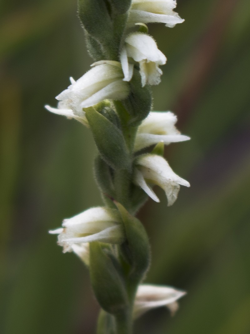 Case's Lady's Tresses