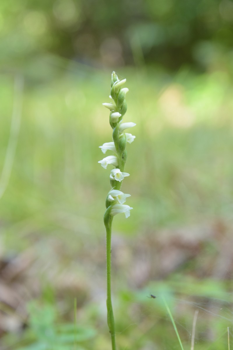 Spiranthes casei var. casei