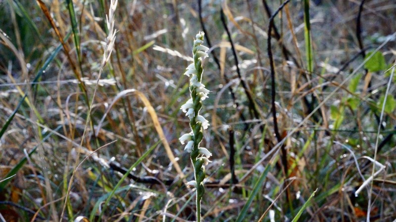 Spiranthes casei var. casei photo 2