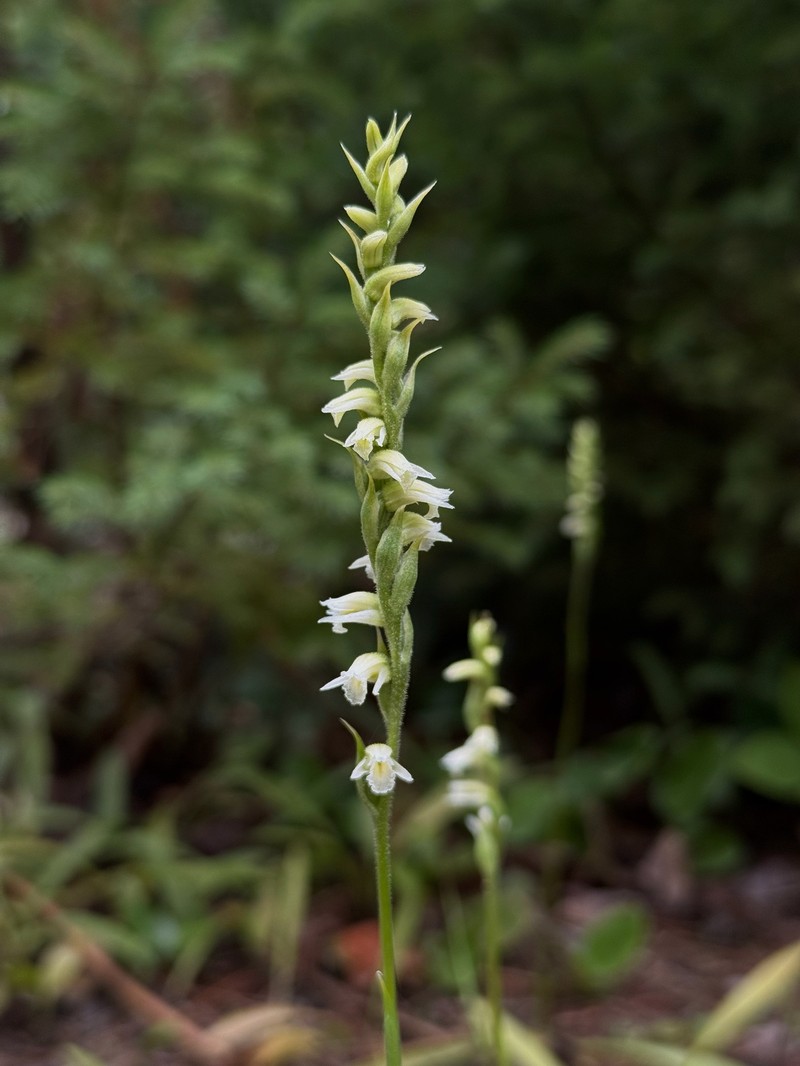 Spiranthes casei var. casei photo 3