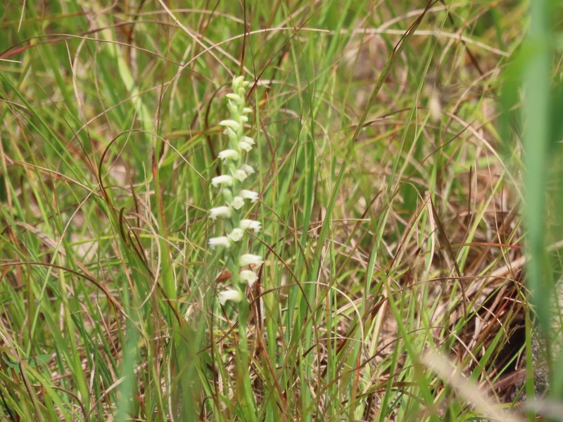 Spiranthes casei var. casei photo 4