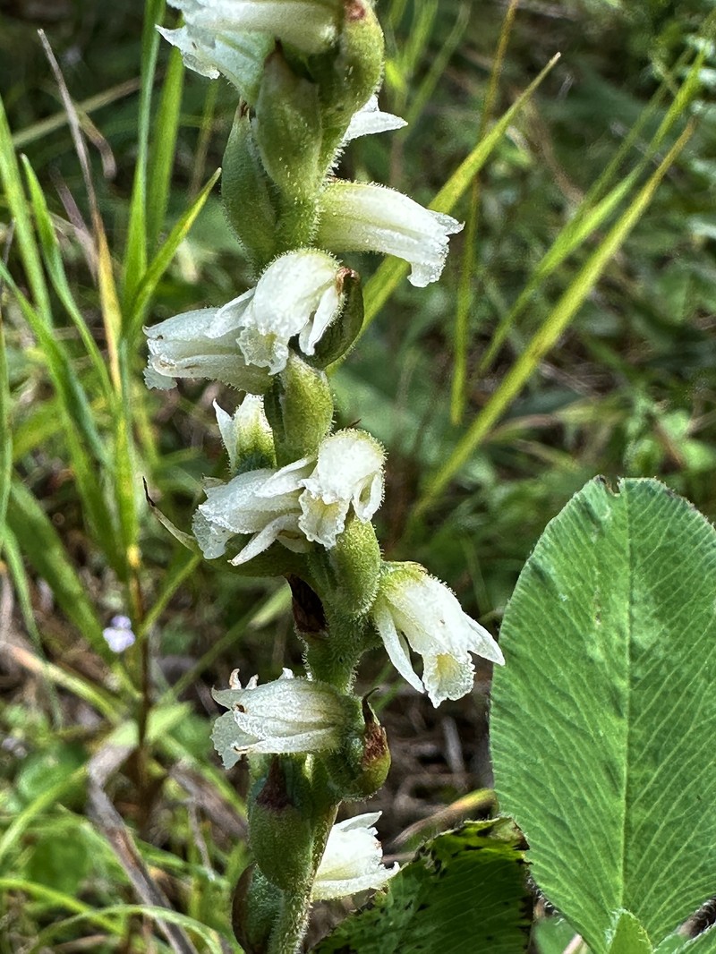 Spiranthes casei var. casei photo 5